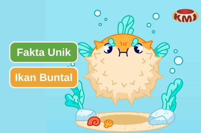 Inilah 6 Fakta Menarik Tentang Ikan Buntal